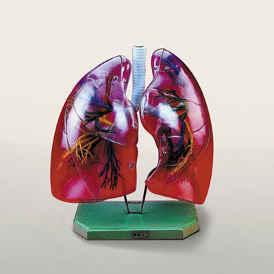 폐와 기관지 모형