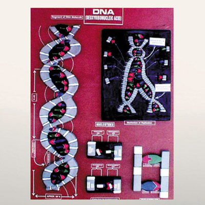 DNA 모형