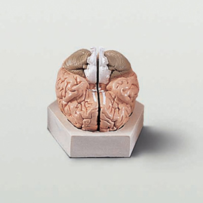 뇌의구조모형(기본형)