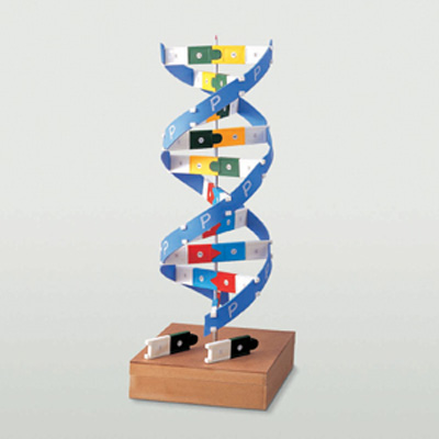 DNA 입체 모형